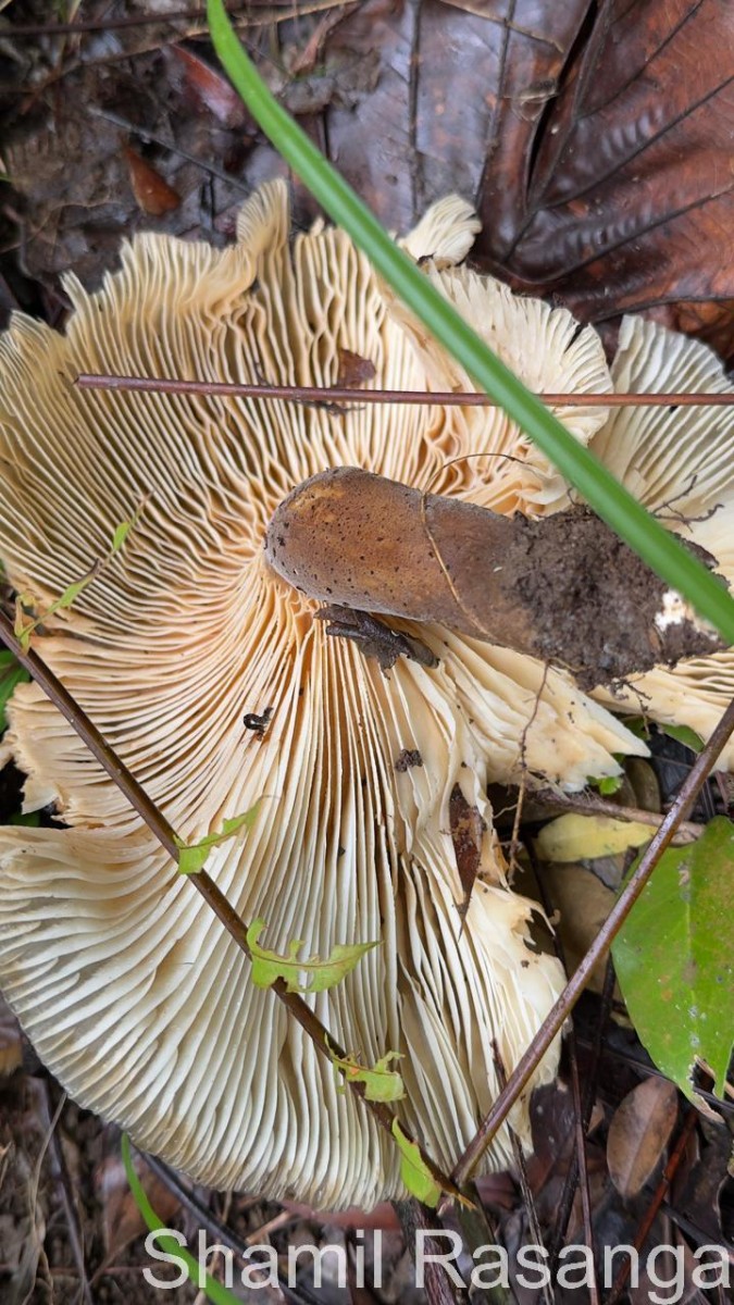 Pleurotus giganteus (Berk.) Karun. & K.D.Hyde